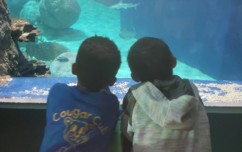 CG-CougarCubsOdySeaAquarium202211 (7)